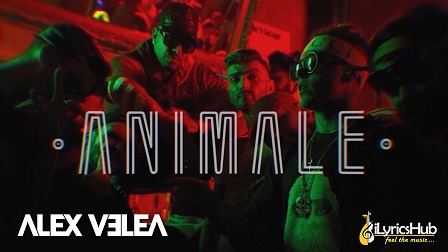 Animale Lyrics - Alex Velea